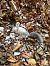 Ghiro (Glis glis) © Giampaolo Toniolo