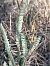 Spiranthes spiralis (Spiranthe d'automne) © Florent de Gasperis