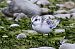 Bécasseau sanderling  - Viehböck Helga