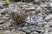 Bécasseau sanderling  - Viehböck Helga