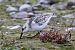 Bécasseau sanderling  - Viehböck Helga
