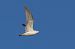 Common Gull 