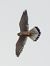 Gheppio (Falco tinnunculus) © Massimo Tassinari