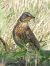 Cesena (Turdus pilaris) © Massimo Tassinari