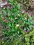 Goodyera repens  - Damien Darbelet