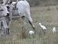 Western Cattle Egret 