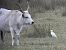 Western Cattle Egret 