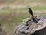 Culbianco (Oenanthe oenanthe) © Cosimo Gabbani