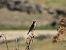 Stiaccino (Saxicola rubetra) © Cosimo Gabbani