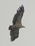 Grifone (Gyps fulvus) © Massimo Tassinari