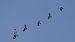Poiana (Buteo buteo) © Lorenza Venturini