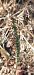 Spiranthes spiralis