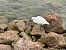 Garzetta (Egretta garzetta) © Bruno Schlenker