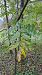Juglans nigra © Niko Borghese (FVG)