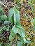 Anacamptis pyramidalis - Alain Falvard