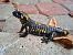 Salamandra pezzata (Salamandra salamandra) © Autore sconosciuto