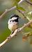 Coal Tit (Periparus ater) © Jose Molis
