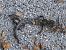Salamandra pezzata (Salamandra salamandra) © Massimo Tassinari