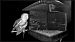 Barbagianni (Tyto alba) © Giuseppe Di Lieto