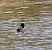 Folaga (Fulica atra) © Adelfina Aldrovandi