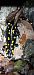 Salamandra pezzata (Salamandra salamandra) © Eugenio Osele