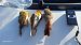 Pettirosso (Erithacus rubecula) © Riccardo Tucci