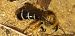 Dasypoda hirtipes  - Michele Cento