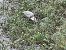Airone cenerino (Ardea cinerea) © Bassano Riboni