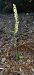 Spiranthes spiralis - Julien Buissart