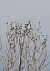 Storno (Sturnus vulgaris) © Adelfina Aldrovandi