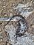 Rata negra (Rattus rattus) © Oriol Clarabuch