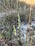 Spiranthes spiralis (Spiranthe d'automne) © Florent de Gasperis
