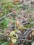 Epipactis sp. - Richard Fay