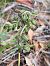 Epipactis sp. - Richard Fay