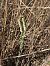 Spiranthes spiralis (Spiranthe d'automne) © Florent de Gasperis