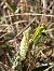 Spiranthes spiralis (Spiranthe d'automne) © Florent de Gasperis