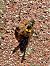 Vespula germanica © Maria Rita Gelso