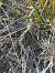 Spiranthes spiralis  - Florent de Gasperis