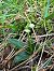 Goodyera repens  - Damien Darbelet