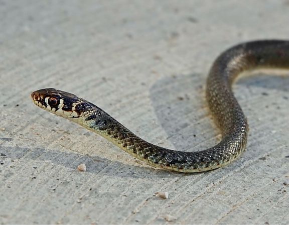 Biacco  - Ivano Candon