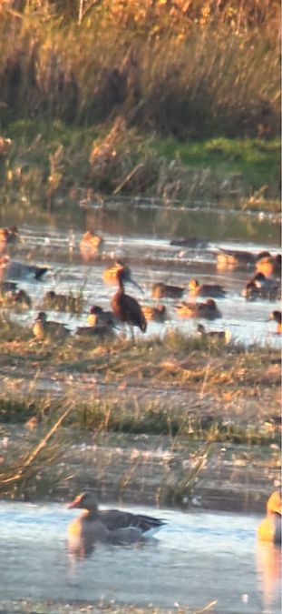 Sichler  - Christoph Rohrmoser