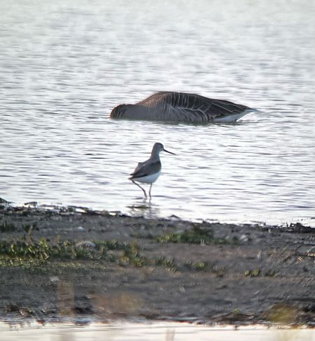 Grünschenkel  - Joseph Stephan
