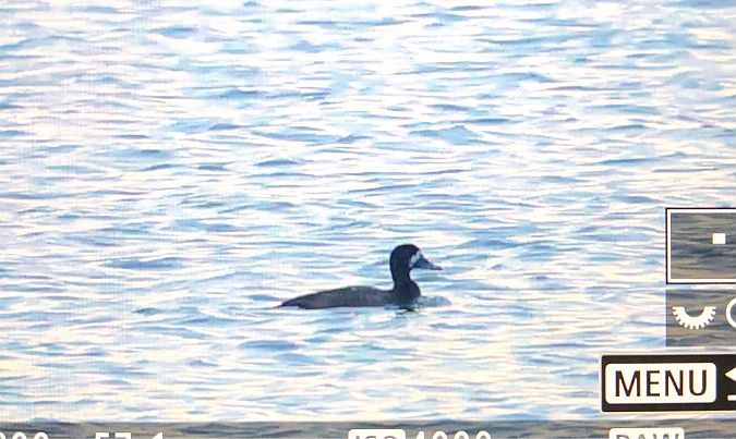 ogorzałka  - Ryszard Dworak