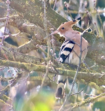 Puput  - Ramon Prat Espelt