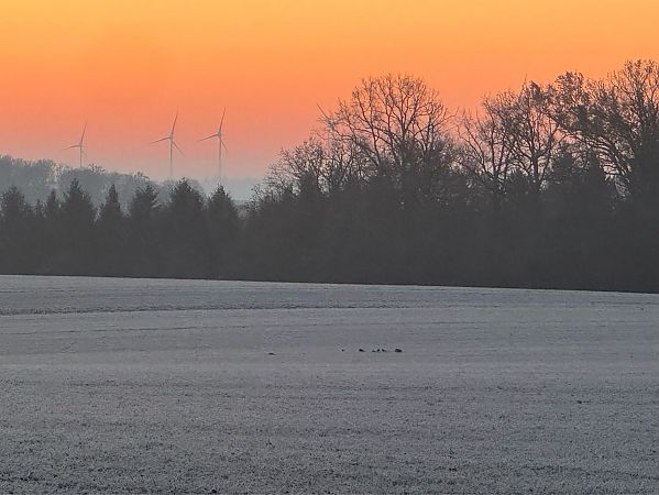 Kiebitz  - Jan Wagner