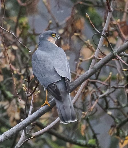 Sperber  - Nadine Mages