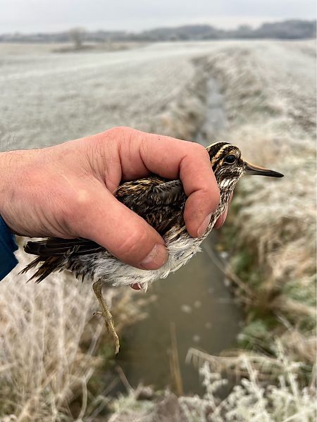 bekasik  - Marek Bebłot