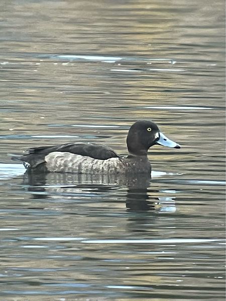 Fuligule morillon  - Herta Mangeng