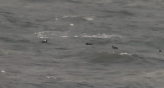 Brillenente  - Matthias Feldhoff