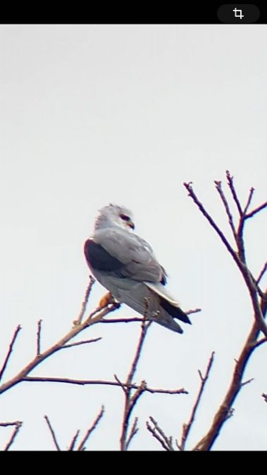 Élanion blanc  - Katharina Traxler